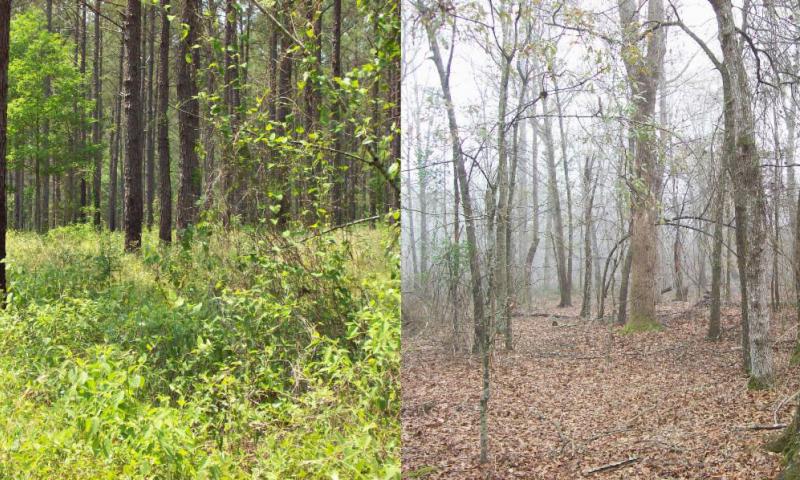 LEFT: Manage your woods to become this salad bar for deer and other wildlife. RIGHT: Example of a mature closed canopy hardwood stand with virtually no early succession habitat on the forest floor. Early succession habitat could easily be developed by select harvesting this stand, focusing on leaving quality oaks. Some areas could be left as is, some areas could be clearcut, some areas select harvested for habitat diversity.