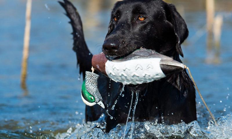 dog pond kennels